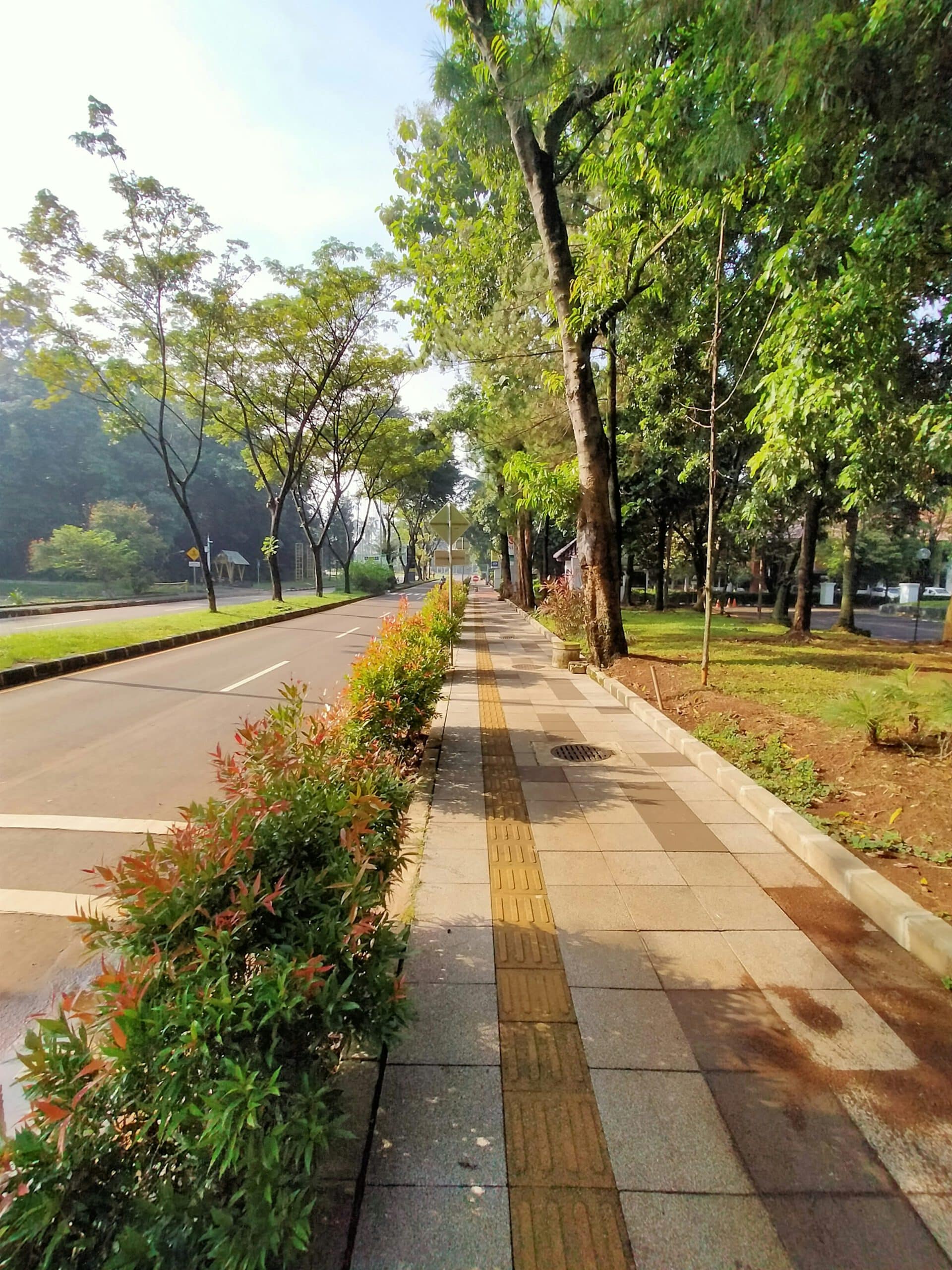 A serene city walkway lined with lush green trees and shrubs, with clear skies and no visible people or landmarks.
