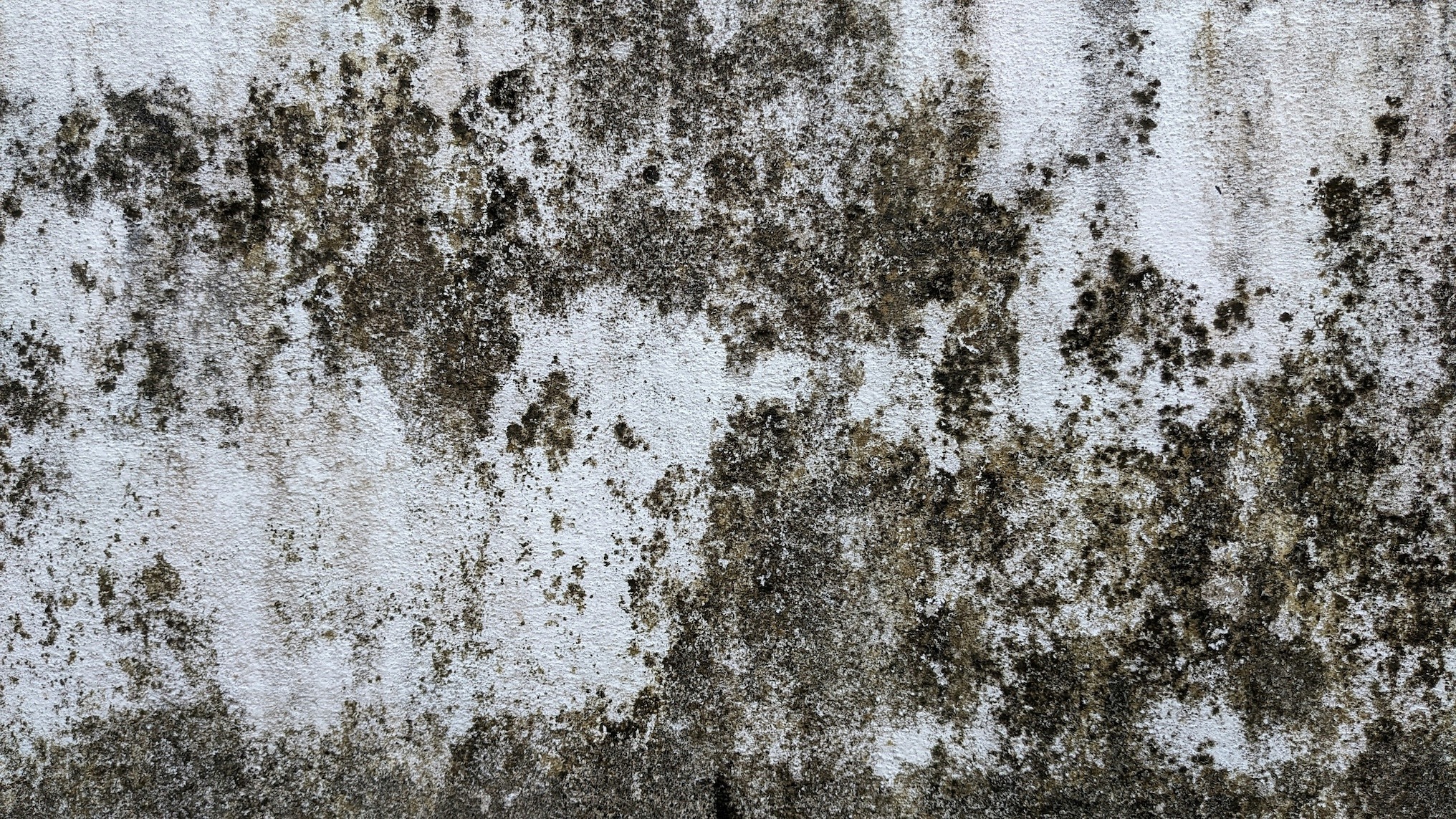 Mold on walls and exteriors